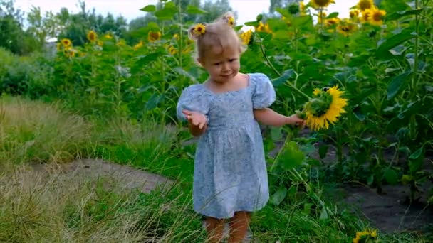 Child Plays Field Sunflowers Ukraine Selective Focus Kid — Vídeo de Stock