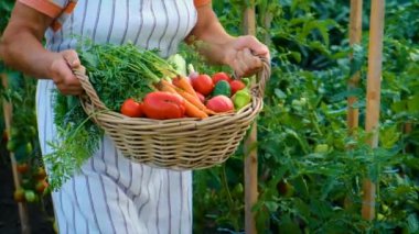 A woman harvests vegetables in the garden. Selective focus. Food.