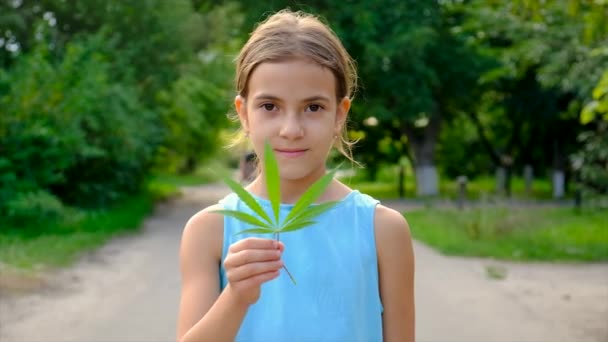 Παιδί Φύλλα Κάνναβης Καλοκαίρι Επιλεκτική Εστίαση Παιδί — Αρχείο Βίντεο