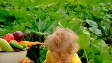 Child in the vegetable garden. selective focus. Kid.