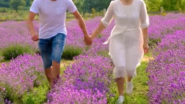 Lovers Lavender Field Selective Focus Nature — Vídeos de Stock