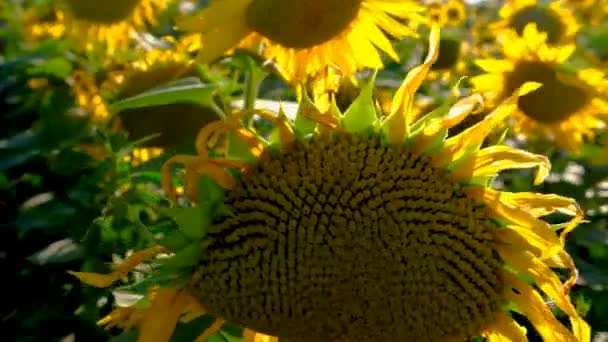 Sunflowers Bloom Field Selective Focus Nature — Vídeo de Stock