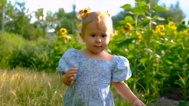 Child Plays Field Sunflowers Ukraine Selective Focus Kid — Vídeo de Stock