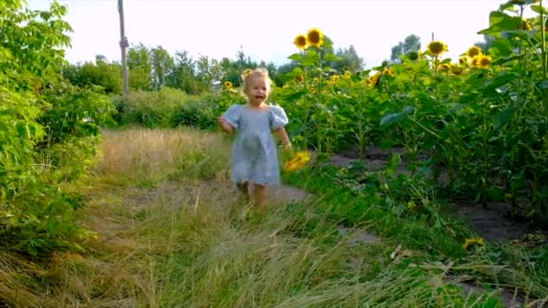 Ребенок Играет Поле Подсолнухов Украина Выборочный Фокус Kid — стоковое видео