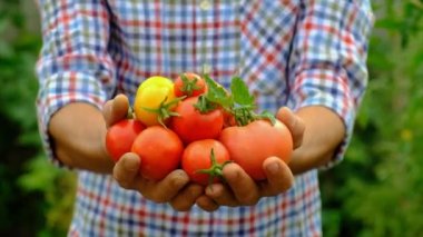 Male farmer harvests tomatoes in the garden. Selective focus. Food.