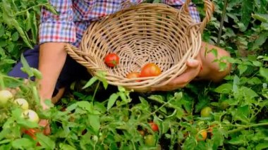 Male farmer harvests tomatoes in the garden. Selective focus. Food.