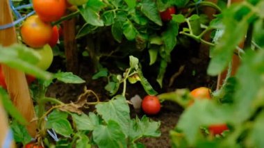 Tomatoes grow in the garden. Selective focus. Food.