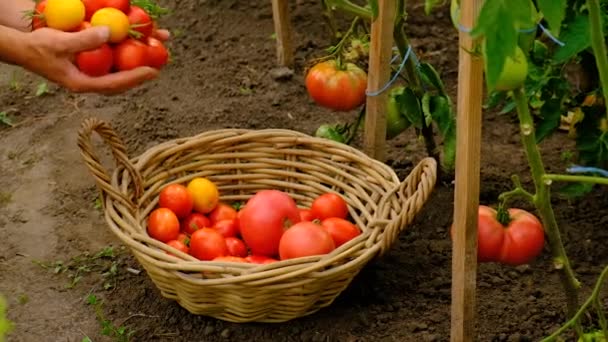 Male Farmer Harvests Tomatoes Garden Selective Focus Food — Stock videók