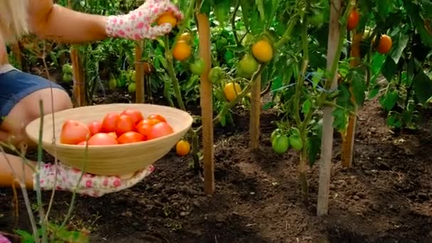 Женщина Фермер Собирает Помидоры Саду Выборочный Фокус Еда — стоковое видео