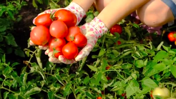 Farmer Woman Collects Tomatoes Garden Selective Focus Food — Vídeo de Stock