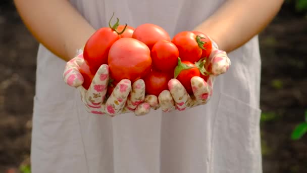 Αγρότισσα Μαζεύει Ντομάτες Στον Κήπο Επιλεκτική Εστίαση Τρόφιμα — Αρχείο Βίντεο