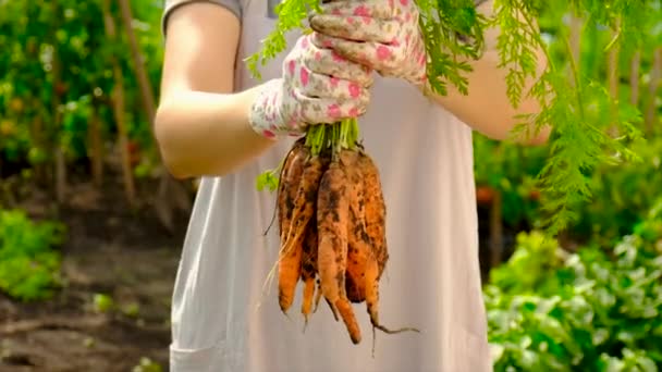 Woman Farmer Collects Carrots Garden Selective Focus Food — Video Stock