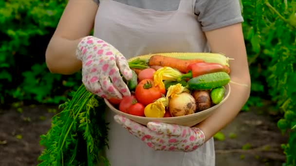 Женщина Фермер Собирает Морковь Овощах Выборочный Фокус Еда — стоковое видео