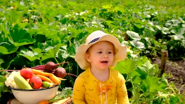 Child Vegetable Garden Selective Focus Kid — Video Stock