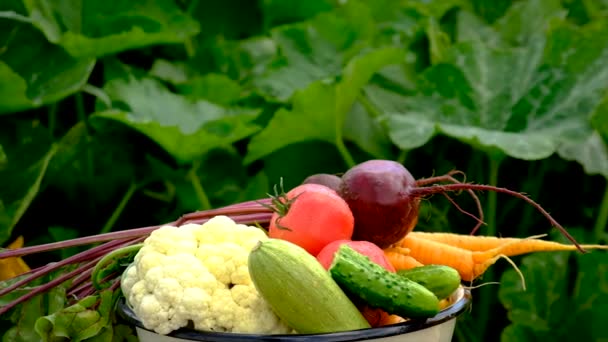 Child Vegetable Garden Selective Focus Kid — Videoclip de stoc