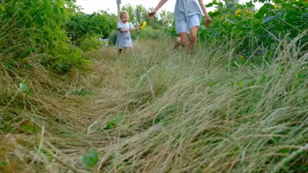 Child Plays Field Sunflowers Ukraine Selective Focus Kid — 비디오