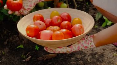 Farmer woman collects tomatoes in the garden. Selective focus. Food.