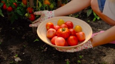 Farmer woman collects tomatoes in the garden. Selective focus. Food.