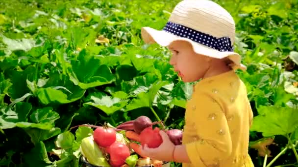 Dziecko Ogrodzie Warzywnym Selektywne Skupienie Dzieciaku — Wideo stockowe