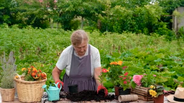 Senior Woman Plant Flowers Garden Selective Focus Nature — Stockvideo