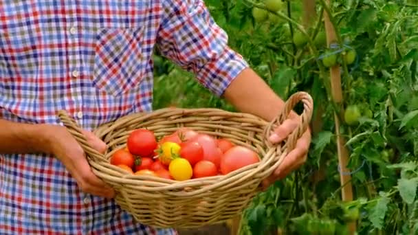 Male Farmer Harvests Tomatoes Garden Selective Focus Food — 图库视频影像