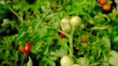 Farmer woman collects tomatoes in the garden. Selective focus. Food.