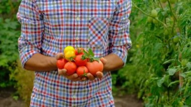 Male farmer harvests tomatoes in the garden. Selective focus. Food.