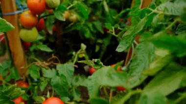Tomatoes grow in the garden. Selective focus. Food.