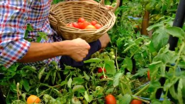 Male farmer harvests tomatoes in the garden. Selective focus. Food.