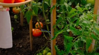 Farmer woman collects tomatoes in the garden. Selective focus. Food.