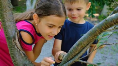 Children look at the snail. Selective focus. Kid.