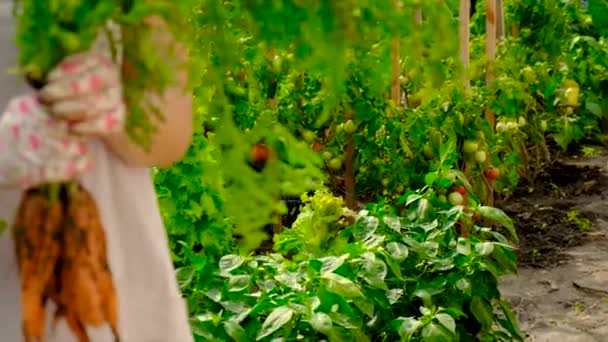 Woman Farmer Collects Carrots Garden Selective Focus Food — Vídeos de Stock