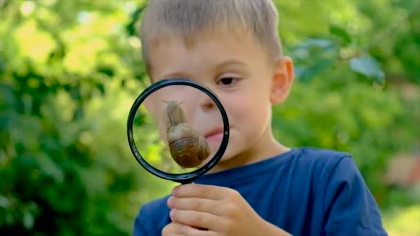 Children Look Snail Magnifying Glass Selective Focus Kid — ストック動画