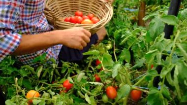 Male farmer harvests tomatoes in the garden. Selective focus. Food.