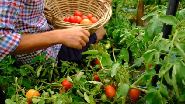 Male Farmer Harvests Tomatoes Garden Selective Focus Food — ストック動画