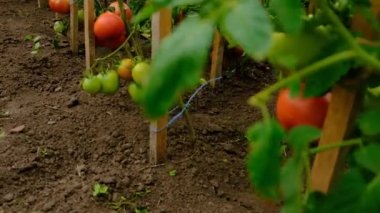Tomatoes grow in the garden. Selective focus. Food.