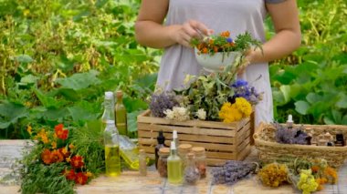 Woman makes tincture with medicinal herbs. Selective focus. Nature.
