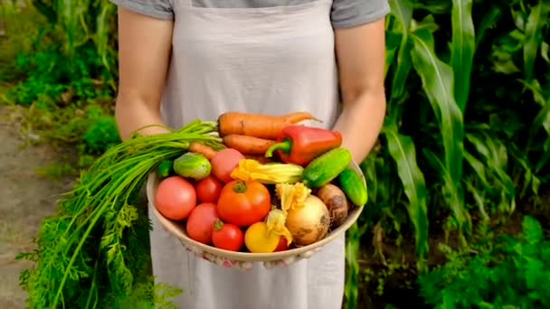 Woman Farmer Collects Carrots Vegetables Selective Focus Food — Vídeos de Stock