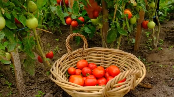 Male Farmer Harvests Tomatoes Garden Selective Focus Food — Video Stock