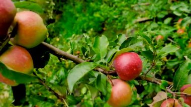 Harvest of apples in the garden on a tree. Selective focus. Food.