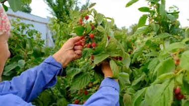 Grandmother harvests raspberries in the garden. Selective focus. Food.
