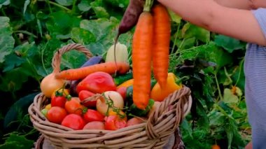 The child harvests vegetables in the garden. Selective focus. Food.
