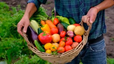 Male farmer harvesting vegetables in the garden. Selective focus. Food.