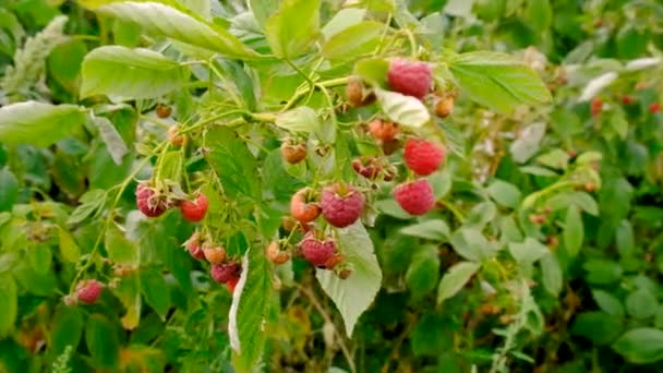 Harvest Raspberries Garden Bush Selective Focus Food — Video