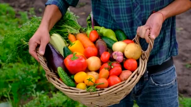 Male Farmer Harvesting Vegetables Garden Selective Focus Food — ストック動画