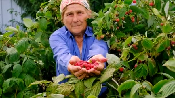Grandmother Harvests Raspberries Garden Selective Focus Food — Stock videók