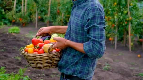 Male Farmer Harvesting Vegetables Garden Selective Focus Food — 비디오