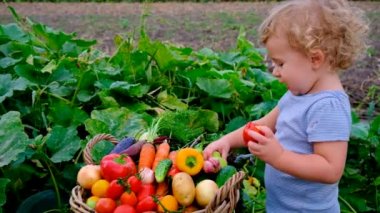 The child harvests vegetables in the garden. Selective focus. Food.