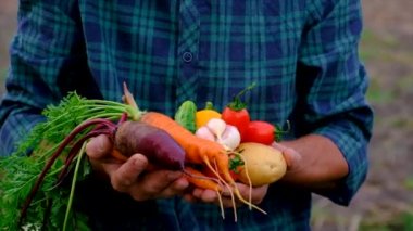Male farmer harvesting vegetables in the garden. Selective focus. Food.