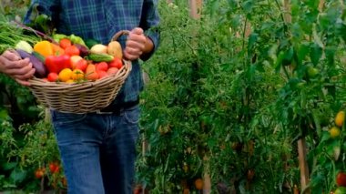 Male farmer harvesting vegetables in the garden. Selective focus. Food.